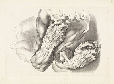 A karok anatómiai vizsgálata Peter Paul Rubens rajzkönyve (sorozat címe) alkotó: Paulus Pontius