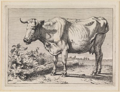 Tehén csavart szarvval alkotó: Paulus Potter