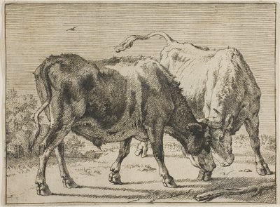 Két bika harc alkotó: Paulus Potter