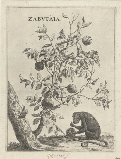 Zabucaiaboom en een aap Zabvcàia (cím a tárgyon) alkotó: Paulus Potter