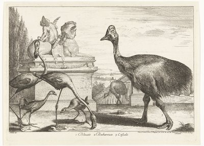 Kazuárok, lila szárcsa és flamingók 1. Bleuets 2 Becharoux 3. Casuels (cím a tárgyon) Madarak a Versailles-i menazsériából (sorozat címe) alkotó: Peeter Boel (attributed to)