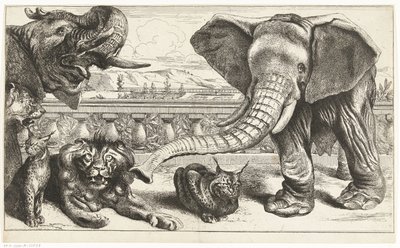Elefántok, oroszlánok és hiúzok Versailles kertjében alkotó: Peeter Boel (attributed to)
