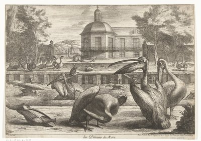 pelikánok des Pelicans de Mere (cím a tárgyon) Madarak a Versailles-i menazsériából (sorozat címe) alkotó: Peeter Boel (attributed to)