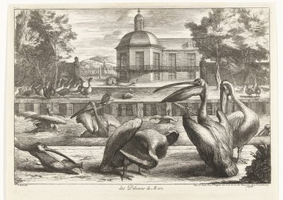 Pelicans des Pelicans de Mere (cím a tárgyon) Madarak a versailles-i menazsériából (sorozat címe) alkotó: Peeter Boel (attributed to)