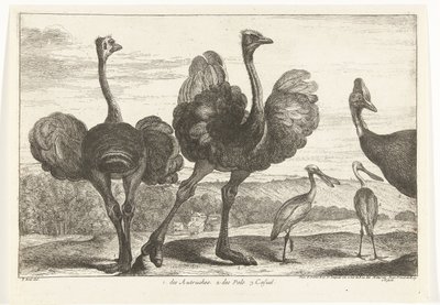 Strucc, kazuár és kanalasgém 1. az Autruches. 2. des Pals. c. alkalmi Madarak a Versailles-i menazsériából (sorozat címe) alkotó: Peeter Boel (attributed to)