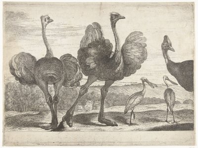 Strucc, kazuár és kanalasgém Madarak a versailles-i menazsériából (sorozat címe) alkotó: Peeter Boel (attributed to)