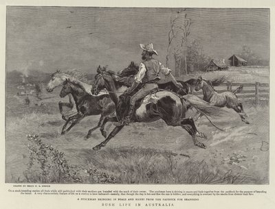 Bush élete Ausztráliában alkotó: Percy F.S. Spence