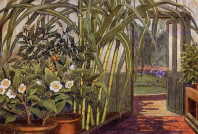 Cukornád, tea- és kávénövény (színes litho) alkotó: Percy James Billinghurst