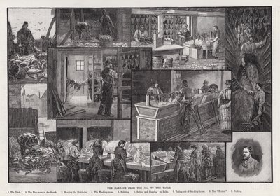 A foltos tőkehal a tengertől az asztalig (metszet) alkotó: Percy Robert Craft