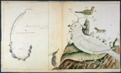 Az Adventure Bay térképe, Van Diemen földje, 1773 körül (akvarell papíron) alkotó: Peter Fannin