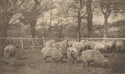  alkotó: Peter Henry Emerson