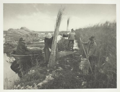 A nádszüret idején alkotó: Peter Henry Emerson