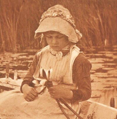 Blumen des Sees alkotó: Peter Henry Emerson