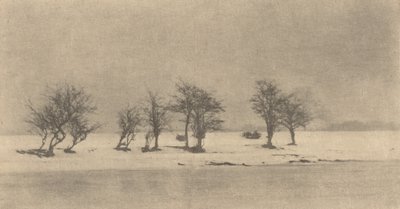 Göcsörtös-tövis fák, c. 1890, nyomtatott c. 1895. alkotó: Peter Henry Emerson