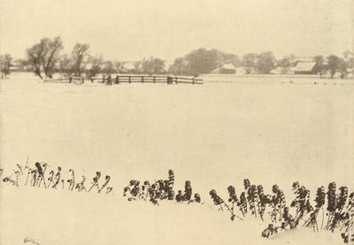 Mocsári gyomok,1895-ben vagy azelőtt (fotó) alkotó: Peter Henry Emerson