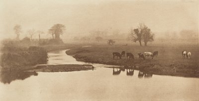 Birkák a mocsarakban [Táj szarvasmarhával] alkotó: Peter Henry Emerson