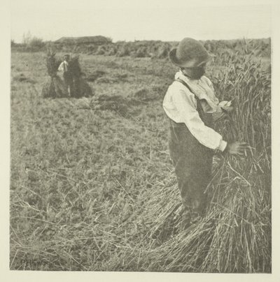 Sokkoló kukorica (Norfolk) alkotó: Peter Henry Emerson