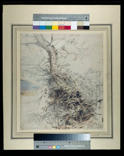 Haldokló fa, törzse kalászokkal borított, kerítés mellett, 1618-20 körül (toll és tinta krétákon, papíron lemosva) alkotó: Peter Paul Rubens