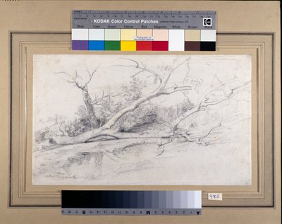 Egy medence mellett fekvő kidőlt fa, 1630 körül (fekete-piros kréták mosással a papíron) alkotó: Peter Paul Rubens