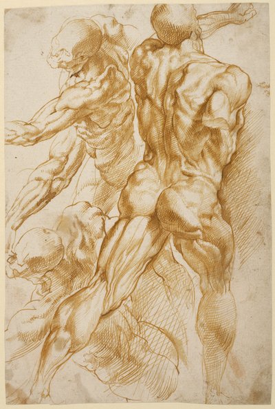 Anatómiai tanulmányok alkotó: Peter Paul Rubens