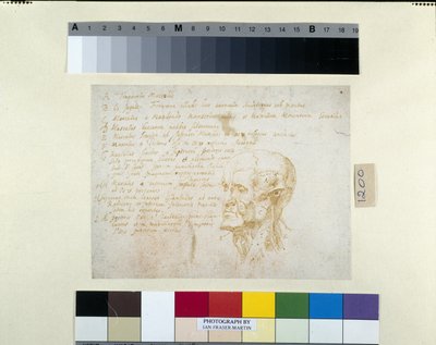 Ecorché fej, Galba császár vonásaival (toll és barna tinta fehér papíron) alkotó: Peter Paul Rubens