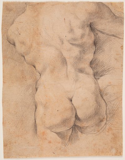 Hátulról látható férfitorzó alkotó: Peter Paul Rubens