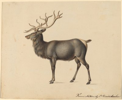 Európai jávorszarvas alkotó: Peter Rindisbacher