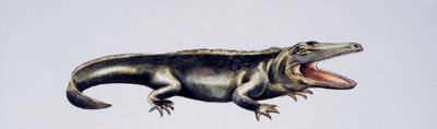 Cyclotosaurus sp, Mastodonsauridae, késő triász, Peter Ross alkotása
(fotó) alkotó: Peter Ross