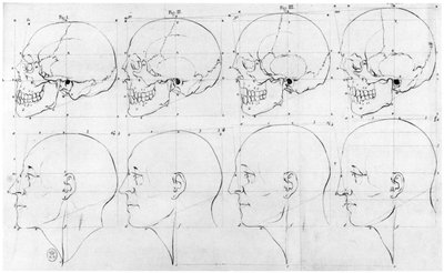 Átmenet a majomtól Apollóig, illusztráció a "Dissertation sur les varietes naturelles qui caracterisent la physionomie", chez H. Jansen, Paris, megjelent 1791-ben. alkotó: Petrus Camper