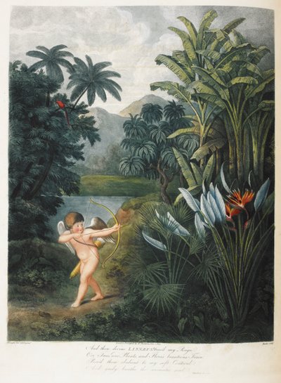 Ámor inspiráló növények szeretettel. alkotó: Philip (after) Reinagle