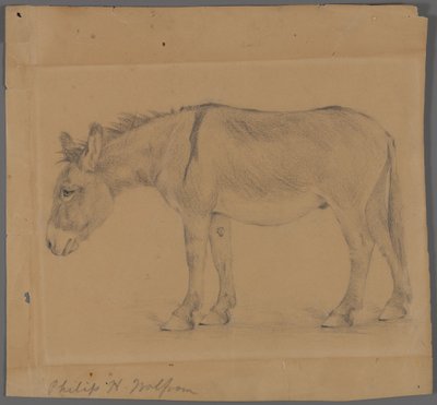 Szamár (grafit papíron) alkotó: Philip H. Wolfrom