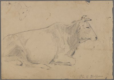 Ülő bika (grafit papíron) alkotó: Philip H. Wolfrom