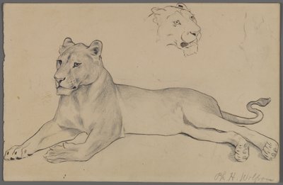 Ülő oroszlán (grafit és tinta papíron) alkotó: Philip H. Wolfrom