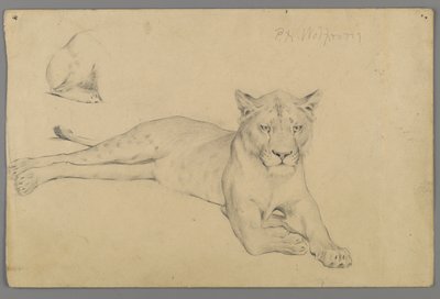 Ülő oroszlán (grafit papíron) alkotó: Philip H. Wolfrom
