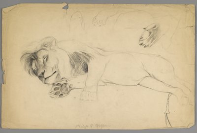 Alvó oroszlán (grafit papíron) alkotó: Philip H. Wolfrom