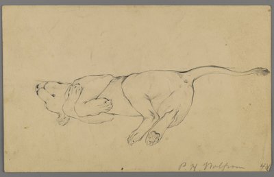 Alvó oroszlán (grafit papíron) alkotó: Philip H. Wolfrom
