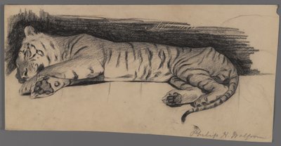 Alvó tigris (szén papíron) alkotó: Philip H. Wolfrom