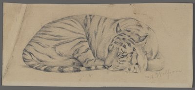 Alvó tigris (grafit papíron) alkotó: Philip H. Wolfrom