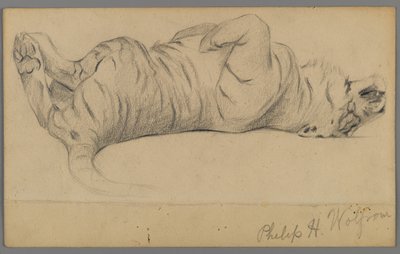 Alvó tigris (grafit papíron) alkotó: Philip H. Wolfrom