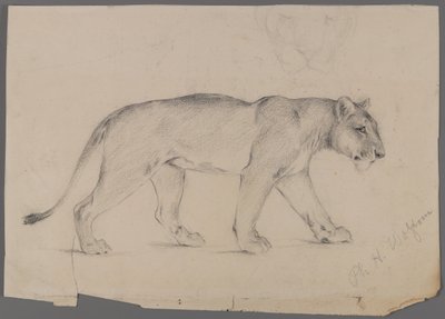 Vándorló oroszlán (grafit papíron) alkotó: Philip H. Wolfrom
