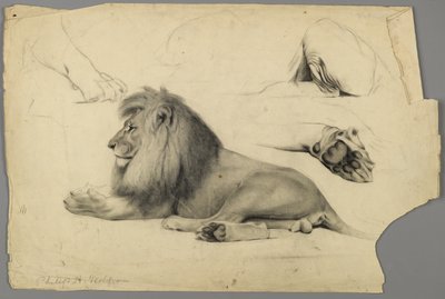 Oroszlántanulmányok (grafit és szén papíron) alkotó: Philip H. Wolfrom