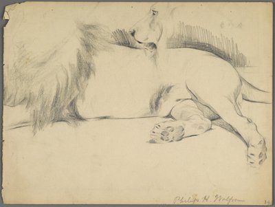 Oroszlántanulmányok (grafit papíron) alkotó: Philip H. Wolfrom