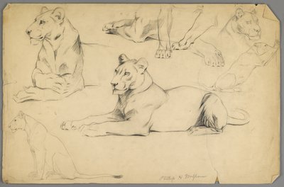 Oroszlántanulmányok (grafit és szén papíron) alkotó: Philip H. Wolfrom