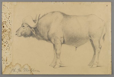 Vízibivaly (grafit papíron) alkotó: Philip H. Wolfrom