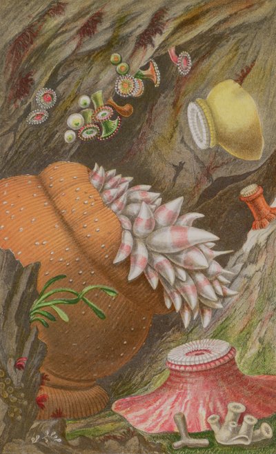 A Crimson Imperial, a Yellow Imperial és a Globehorn, IX. lemez az Actinologia Britannica: A British Sea Anemones and Corals története, 1860-ból (chromolitho) alkotó: Philip Henry Gosse
