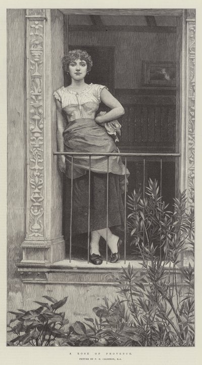 Provence rózsa alkotó: Philip Hermogenes Calderon