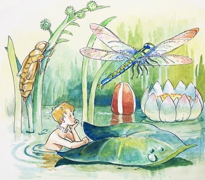 Szitakötő, illusztráció Charles Kingsley 