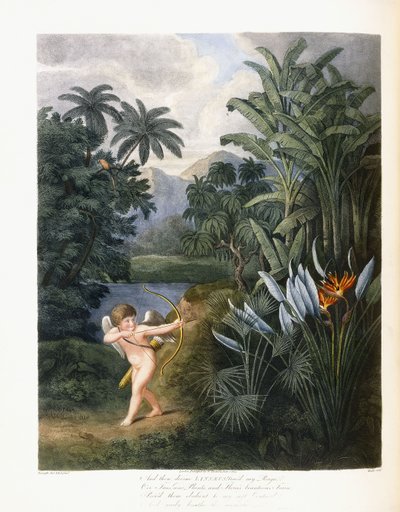 Aztán az isteni Linné, 1796-1807 körül alkotó: Philip Reinagle