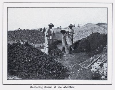 Guanógyűjtés az Abrolhosnál (fekete-fehér fotó) alkotó: Photographer Australian
