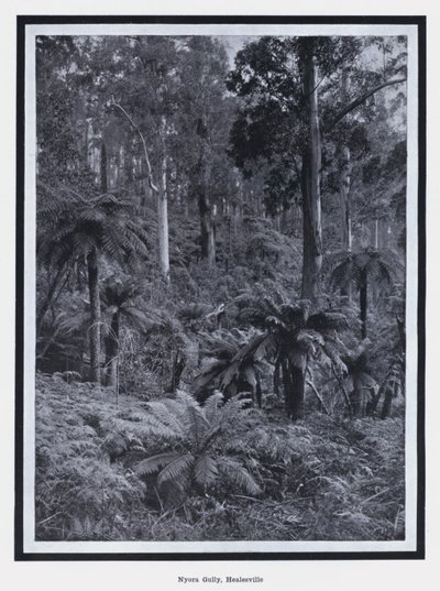 Nyora Gully, Healesville (f/w fotó) alkotó: Photographer Australian